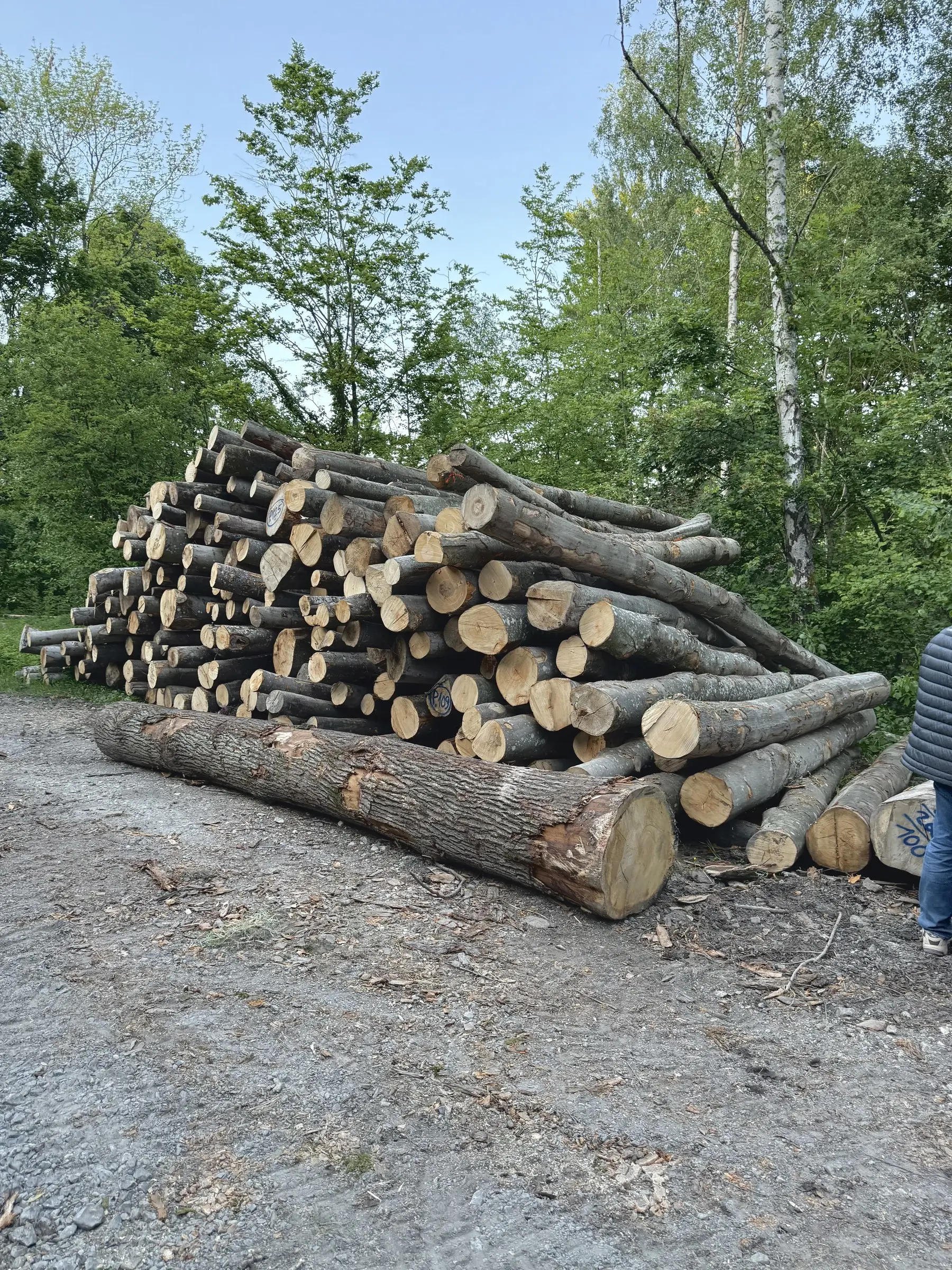 Aufgepolterte Stämme am Waldweg